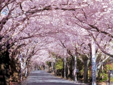 伊豆高原の桜のトンネル