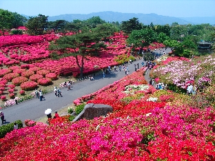 小室山公園 つつじ祭り