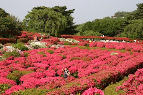 つつじ祭り2012