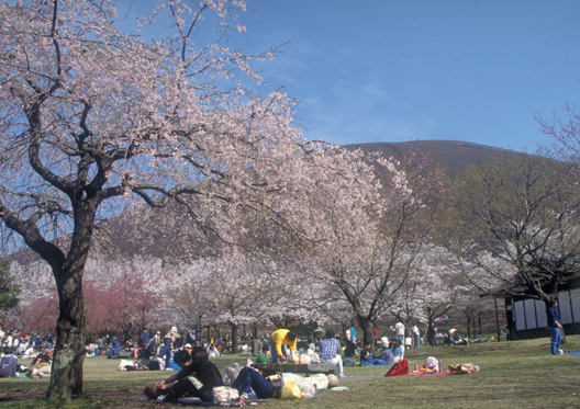 第36回伊豆高原桜まつり