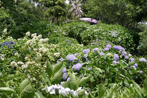 四季の花公園のあじさい♪