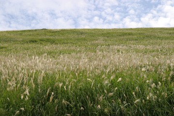 大室山のススキ