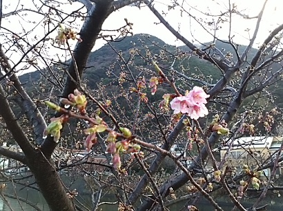 河津さくらまつり