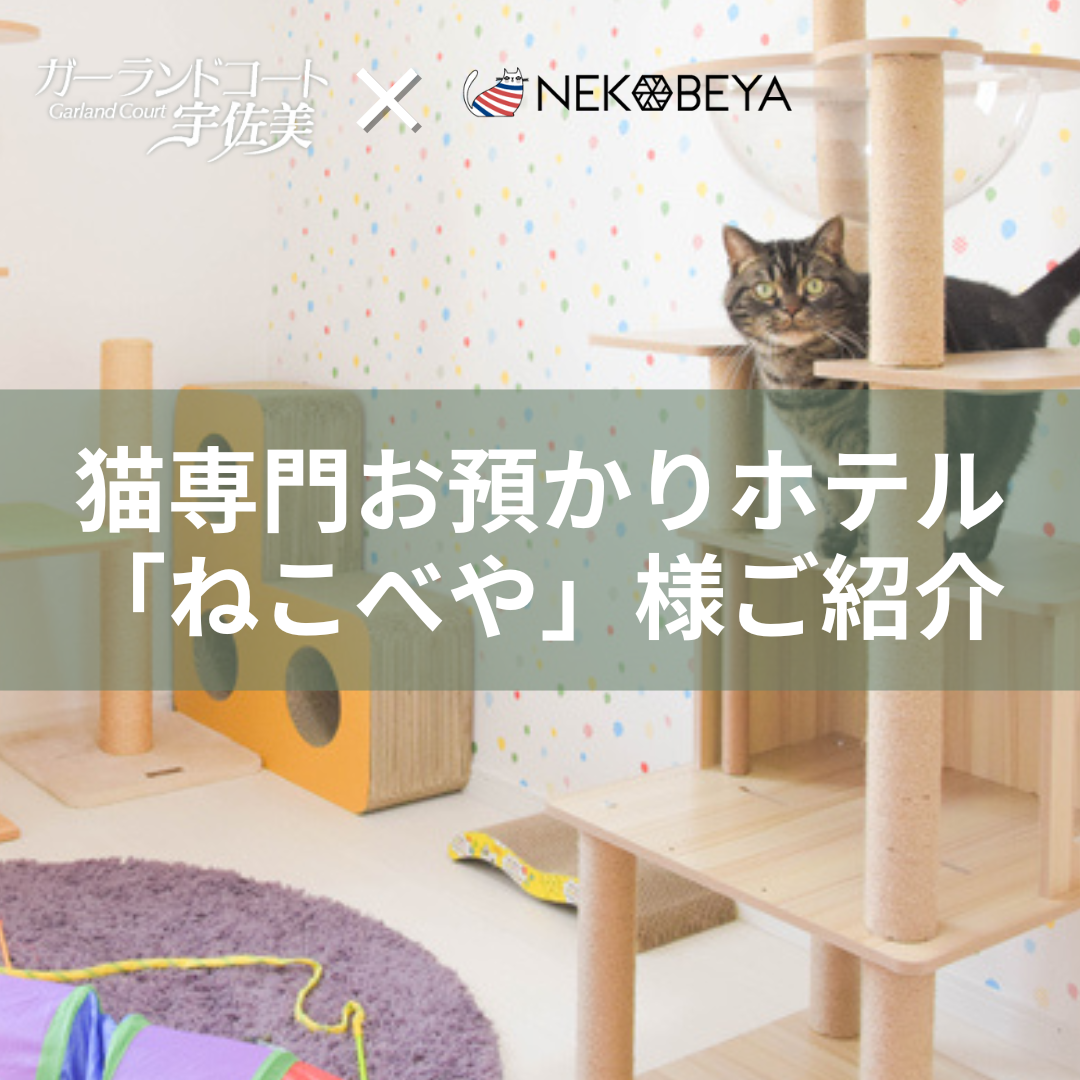 【猫ちゃんと暮らす方へ】安心して旅行を楽しみたいなら「ねこべや」さんがおすすめです🐾